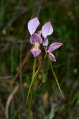 Diuris daltonii