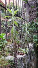 Pseudognaphalium elegans