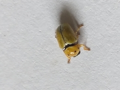 Cryptocephalus decemnotatus