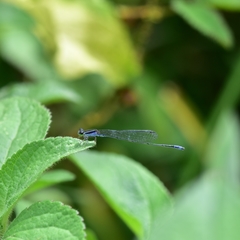 Aciagrion approximans