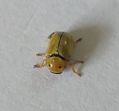 Cryptocephalus decemnotatus