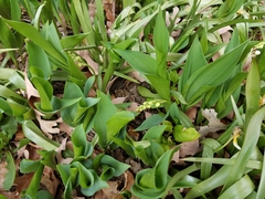 Convallaria majalis