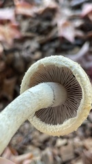 Leratiomyces percevalii