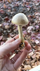 Leratiomyces percevalii