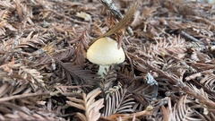 Leratiomyces percevalii
