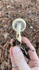 Leratiomyces percevalii