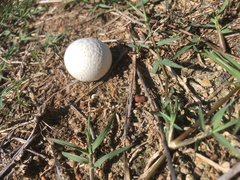 Lycoperdaceae