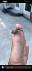 Sceloporus occidentalis