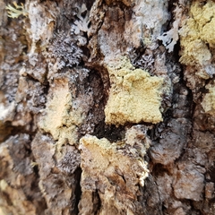 Pertusaria flavida