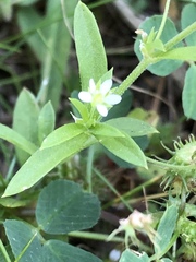Arenaria lanuginosa