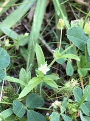 Arenaria lanuginosa