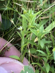Arenaria lanuginosa