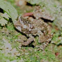Raorchestes anili
