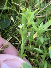 Arenaria lanuginosa