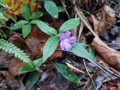 Ruellia squarrosa