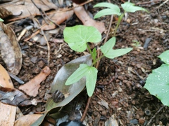 Ipomoea plebeia