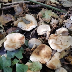 Tricholoma album