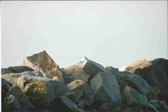Plectrophenax hyperboreus