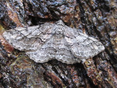 Megabiston plumosaria