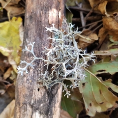 Pseudevernia furfuracea
