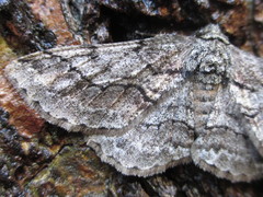 Megabiston plumosaria