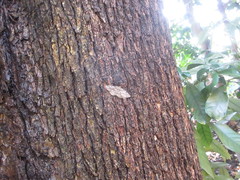 Megabiston plumosaria