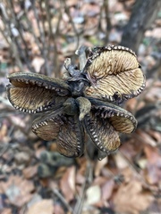 Paeonia suffruticosa