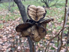 Paeonia suffruticosa