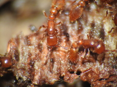 Ooceraea australis