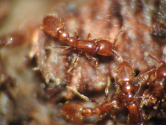 Ooceraea australis