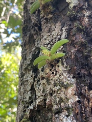 Phreatia crassiuscula