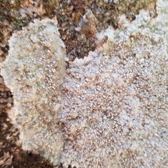 Lecanora subcarnea