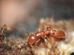 Ooceraea australis