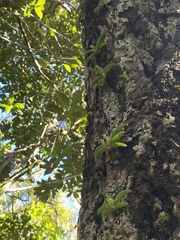 Phreatia crassiuscula