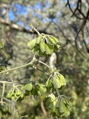 Astrotricha pterocarpa
