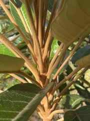 Astrotricha pterocarpa