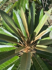 Astrotricha pterocarpa