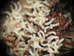Ooceraea australis