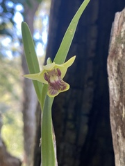 Dendrobium fellowsii