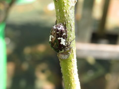 Protaetia aurichalcea