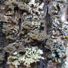 Ricasolia amplissima