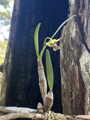 Dendrobium fellowsii