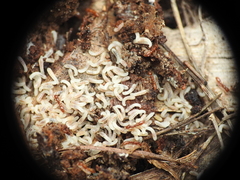 Ooceraea australis