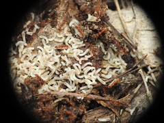 Ooceraea australis
