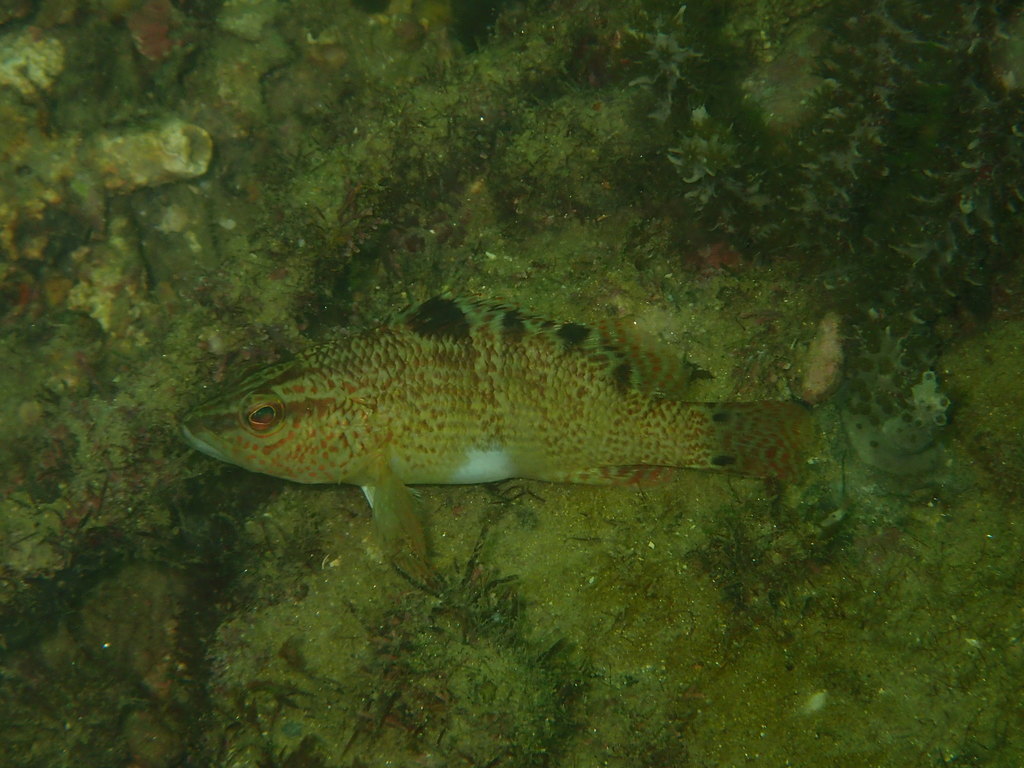 Twinspot bass (Serranus flaviventris) — Serranidae