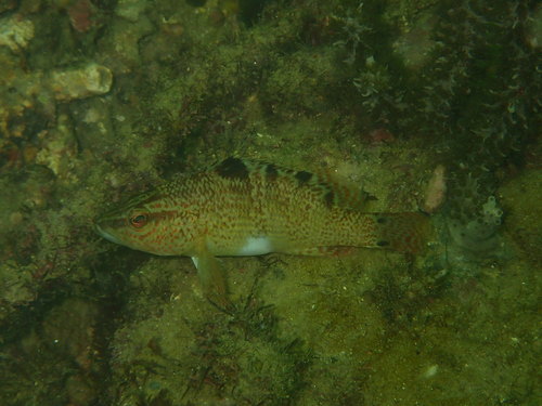 Geelbuik-zaagbaars (Serranus flaviventris) — Serranidae