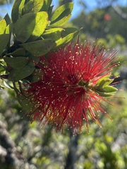 Melaleuca recurva