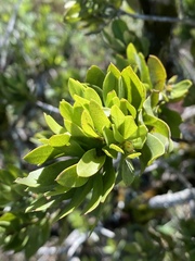 Melaleuca recurva