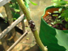 Protaetia aurichalcea