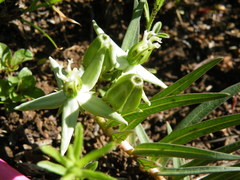 Asclepias eminens